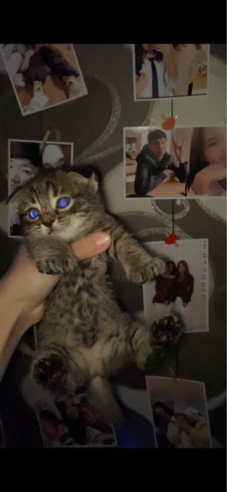 Кошка маленькая.