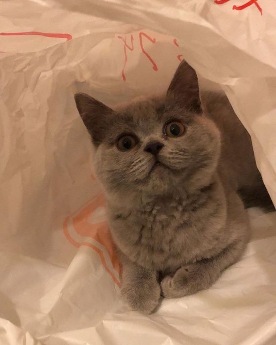 Британская кошка