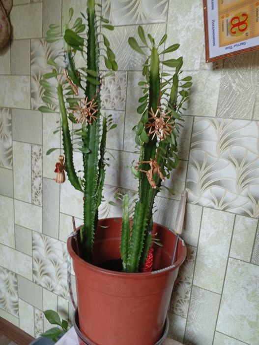 Фикус,молочай,кактусы