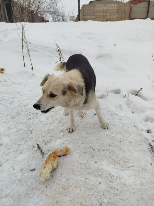 Отдам щенков бесплатно два мальчика и девочка