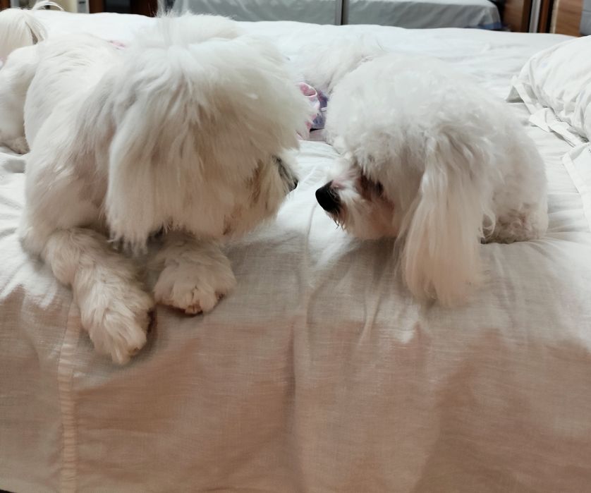 Bichon Maltez ochii albastri