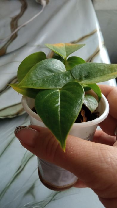 Продам комнатные растения