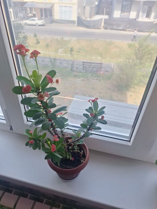 Цветы комнатные цветы продам