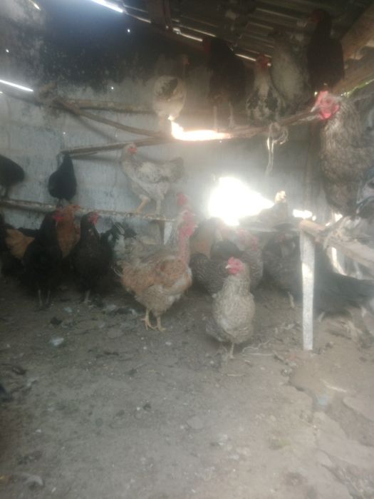 Куры продам 36 штук