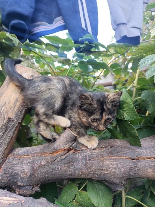 Ласковые котята ищут дом