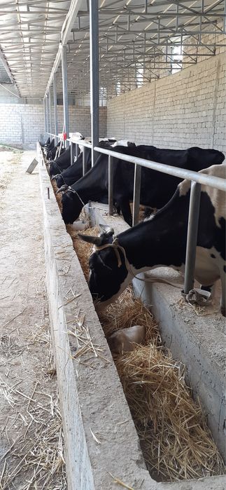 Ferma, Dalla, Dacha 70 sotih