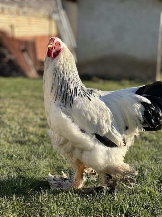 млади петли ( Колумбийска брама ) 3 броя