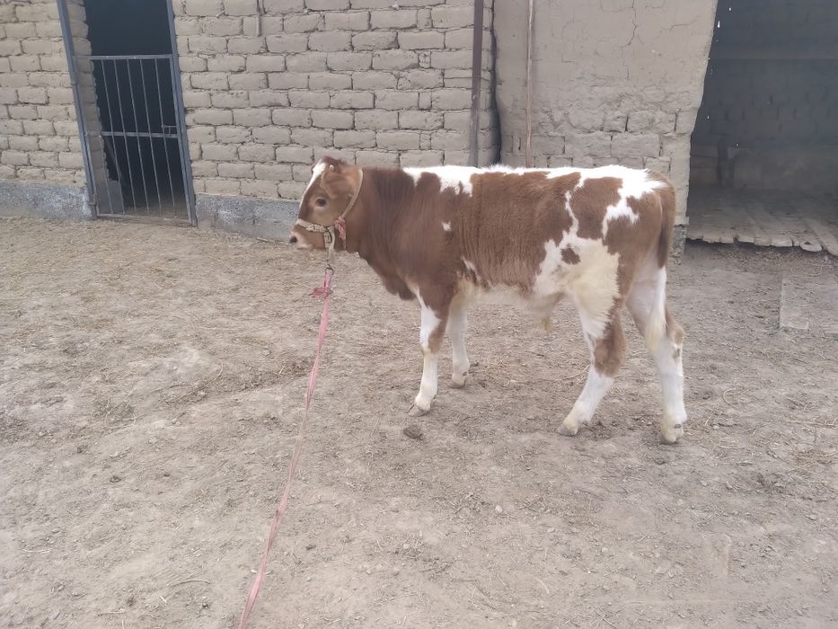 Бұзаулы Сиыр           .