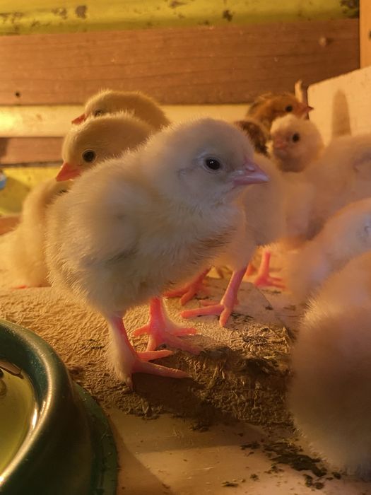 Продаю цыплят 500тг