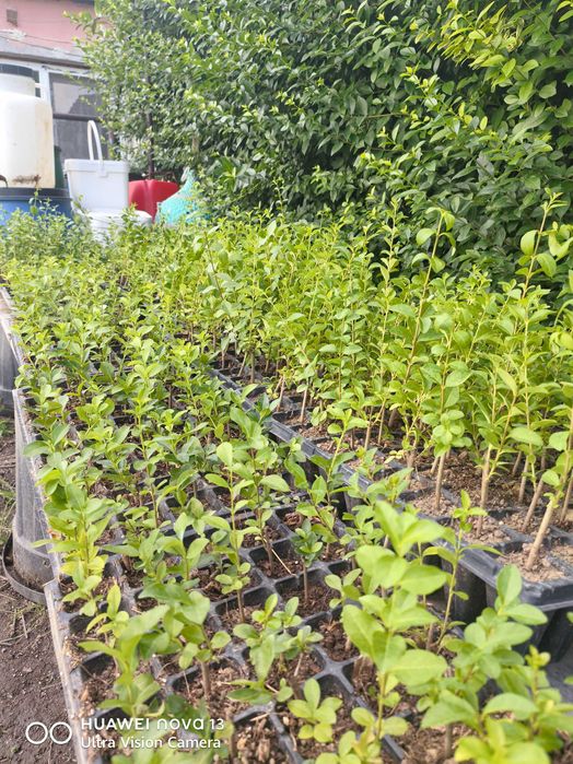 Лигуструм на тарелки