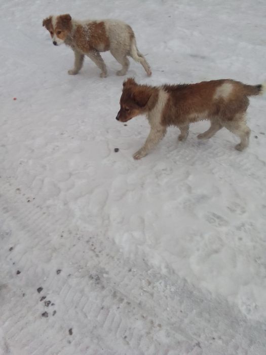 Отдам щенят в хорошие руки