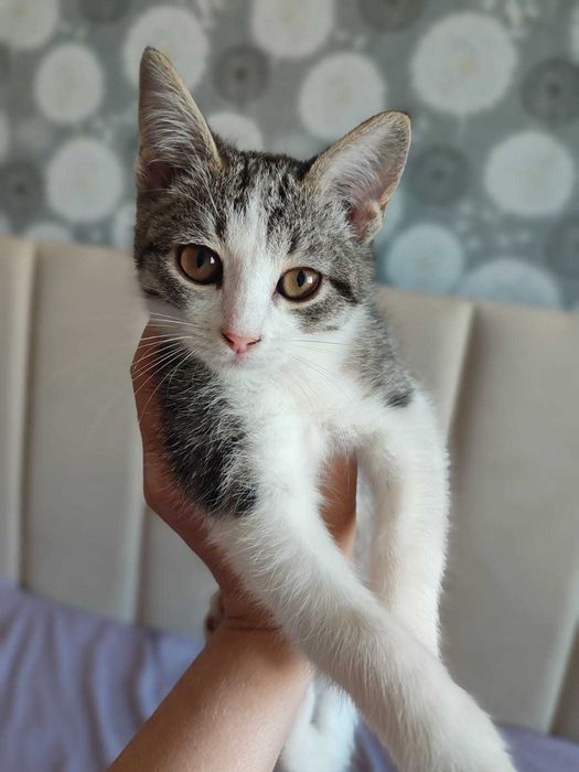 Отдам Котёнка в добрые руки.