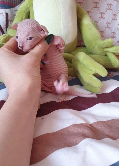 Шикарный котик ласковый