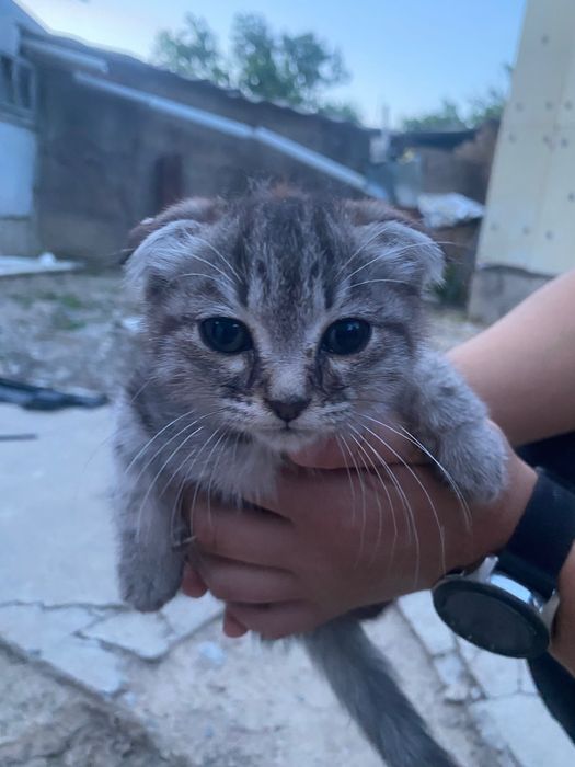 котенок веслоухая