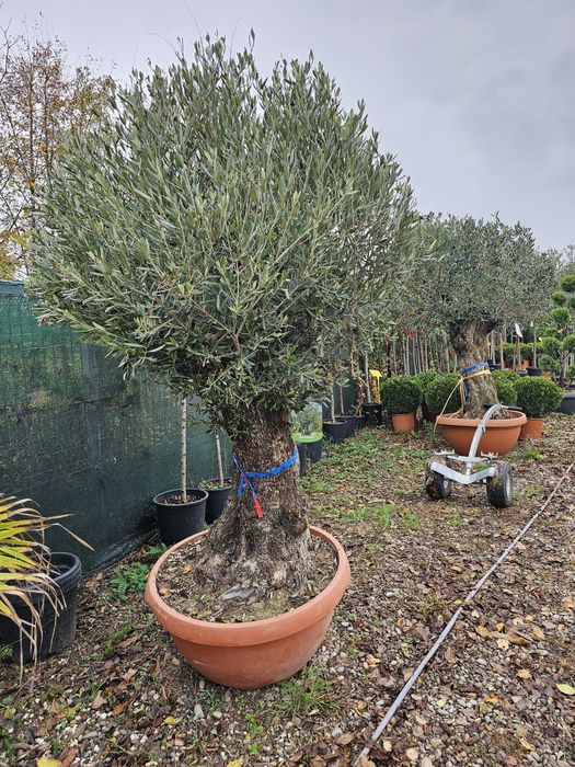 Măslini seculari pe rod toate dimensiunile