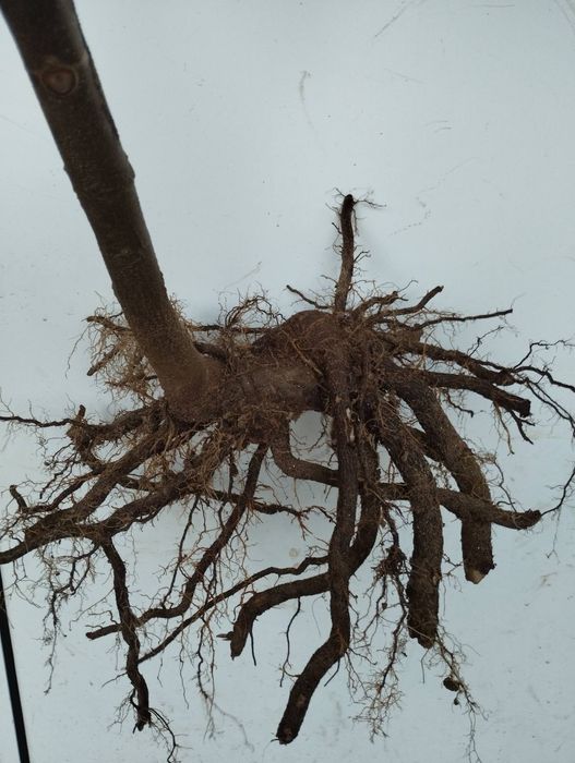 Пауловния. Висококачествени фиданки