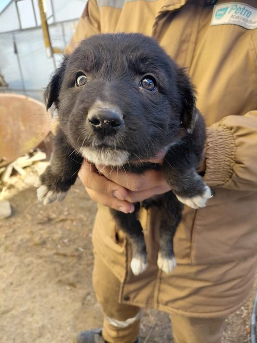 Отдам щенков в добрые руки!