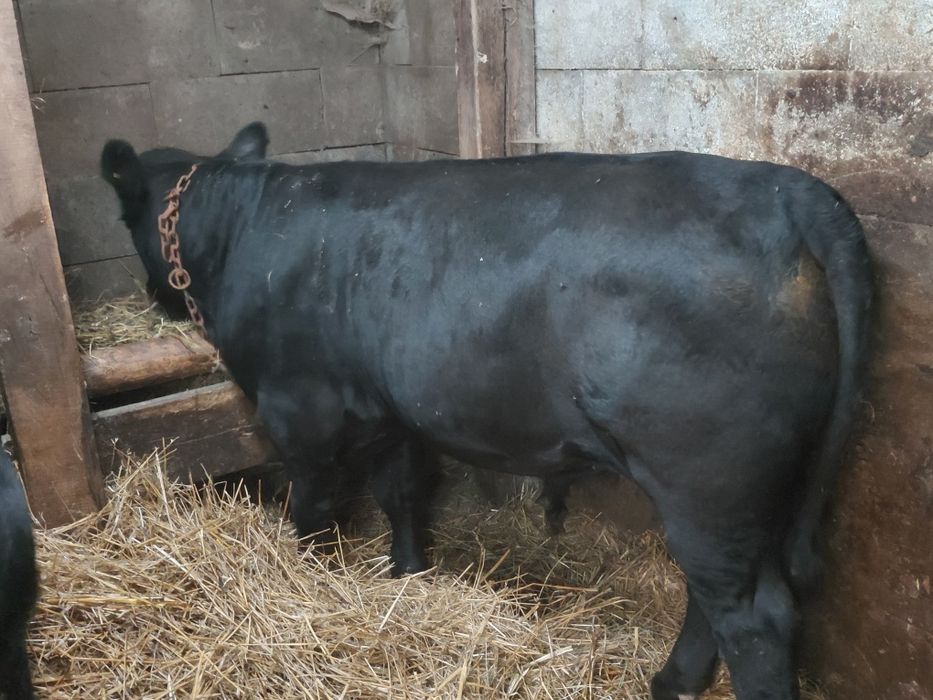 Tauri angus de vanzare