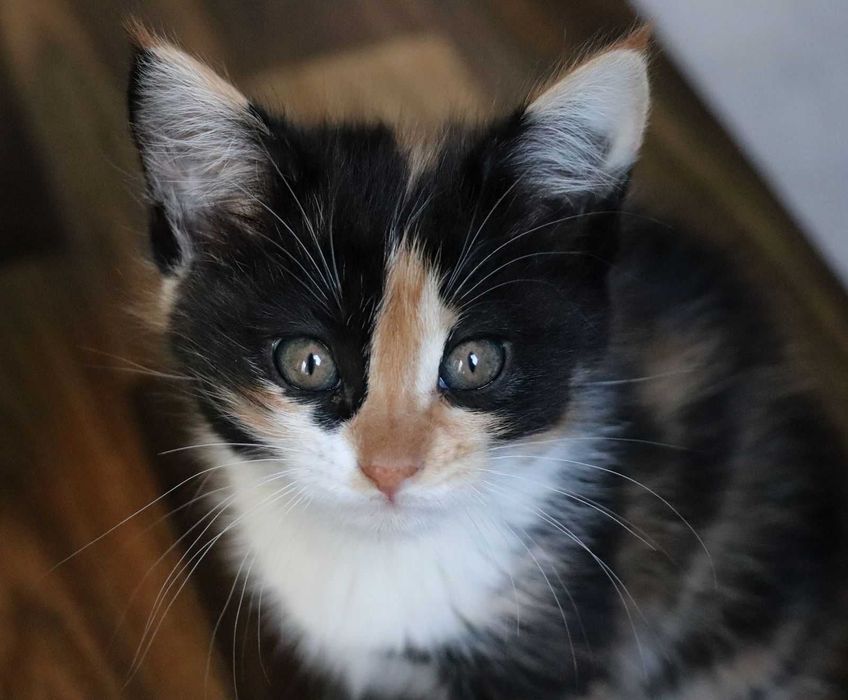 Отдам в хорошие руки котят, 2 девочки, 2 мальчика