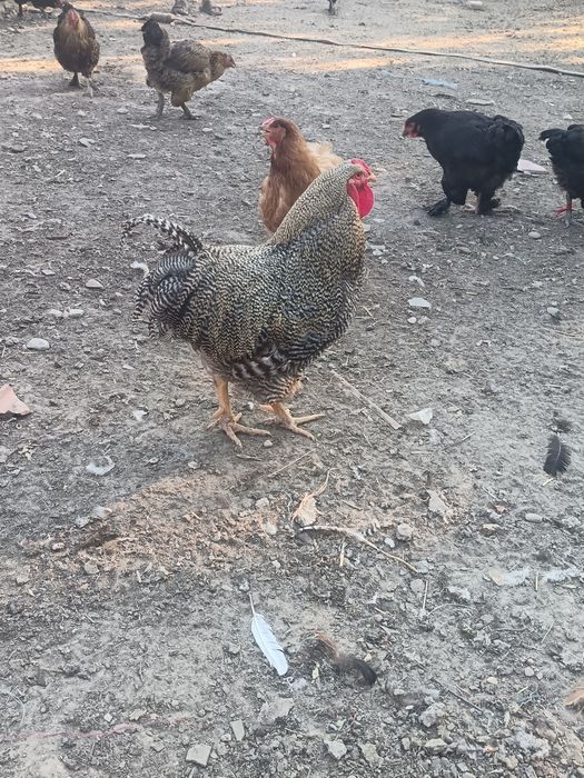 De vânzare 2 cocosi