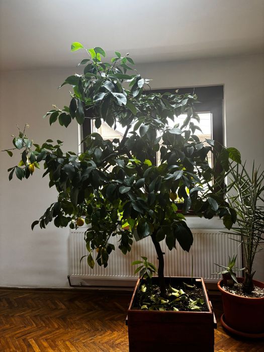 Lamai foarte roditor peate 2 m inaltime!!!