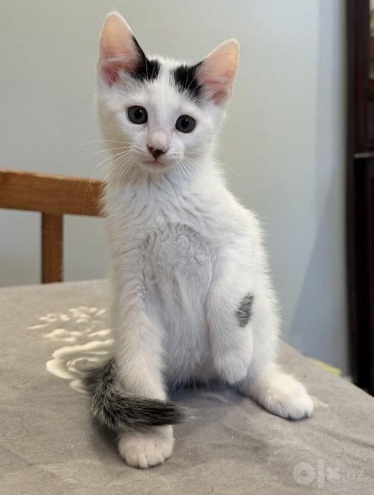 котята в добрые руки!