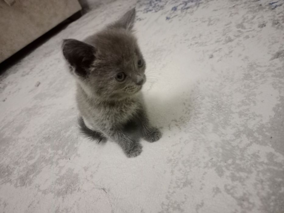 Hammom ayollari yashirin kamerani yuvmoqda