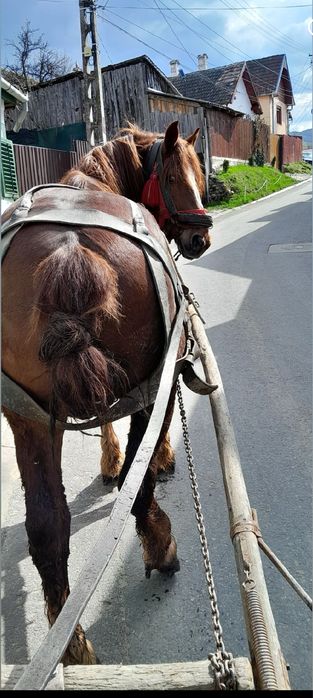 Vând cal garantat