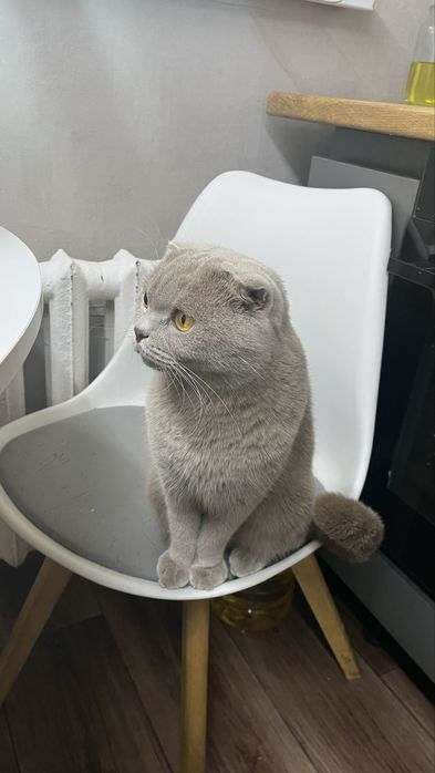 Отдам Боню в хорошое руки