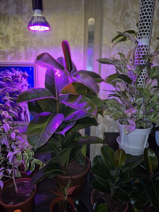 Фикусы разные сорта