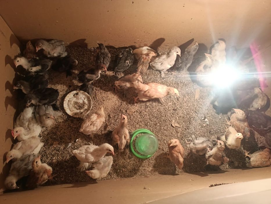 Цыплята полрошенные 1,5 мес Адлер,Кучинские, Брам,Полубрам домашние