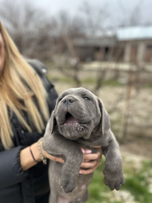 Продавам Кане Корсо на два месеца с ваксини и паспорти