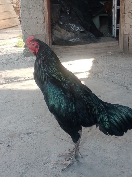 Продам петрушка молодого