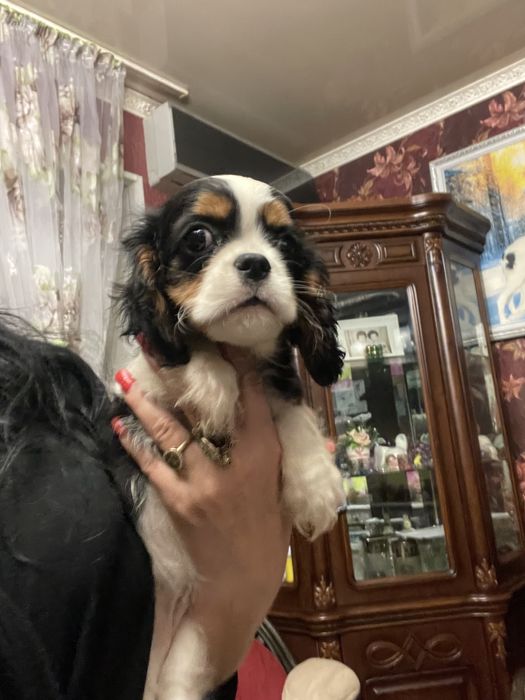 Кавалер кинг чарльз спаниель