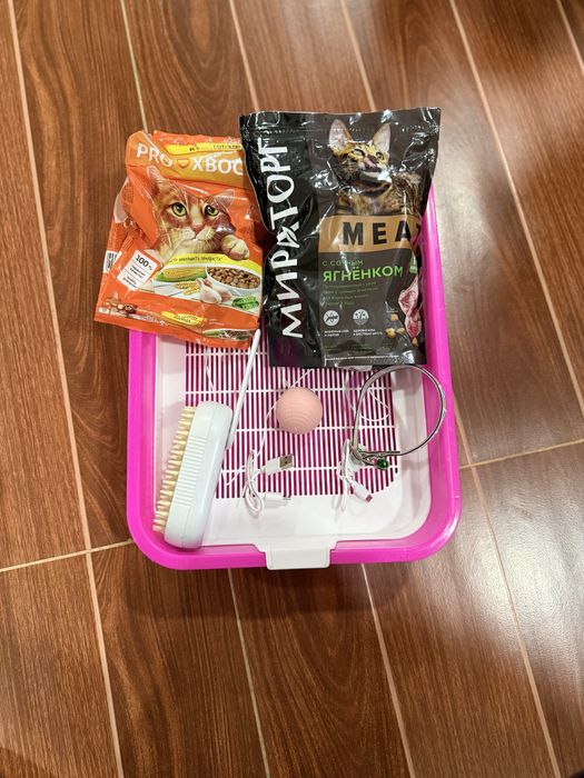 skotish fold kulrang