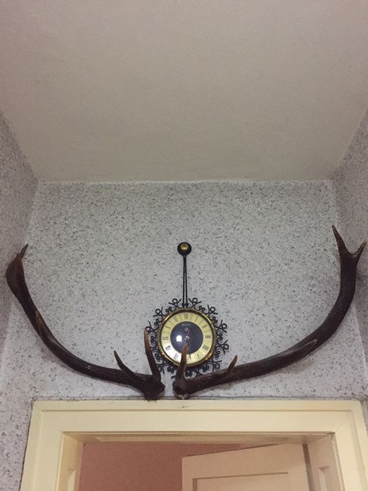 Еленови рога от благороден елен