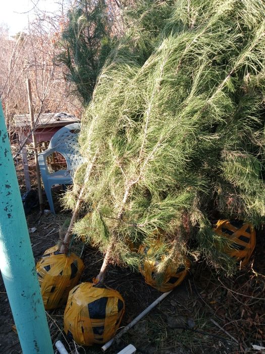 Продам можжевельник, сосна