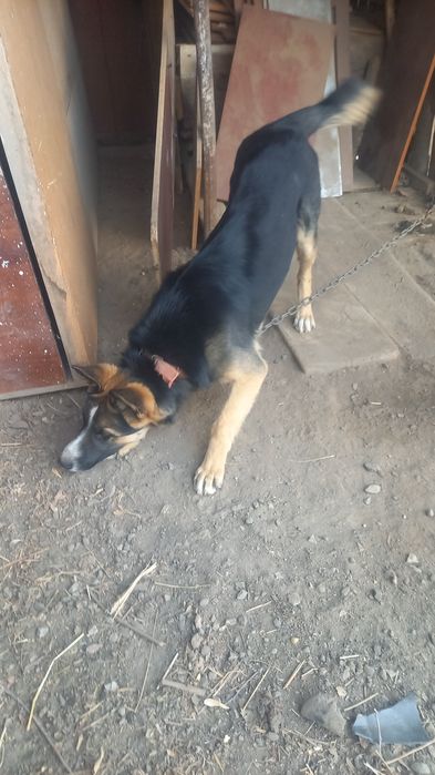 Продам щенка авчаку