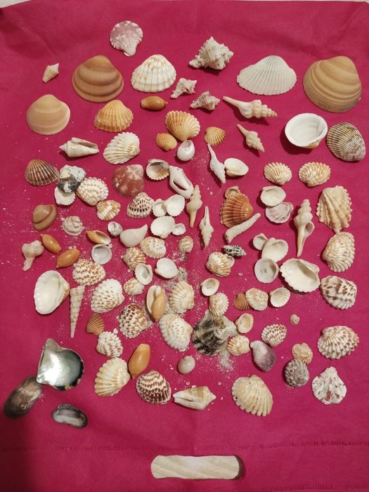 Ракушки крупные, мелкие