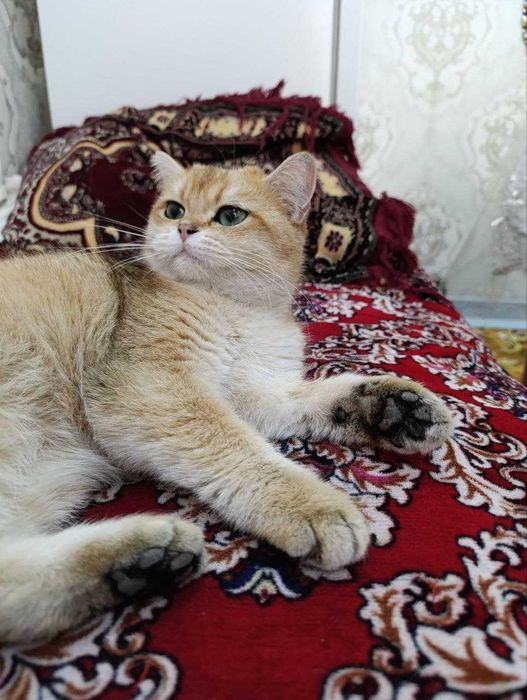 Zolotaya shinshilla qiz mushuk sotiladi