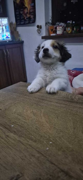 продавам джак ръсел териер