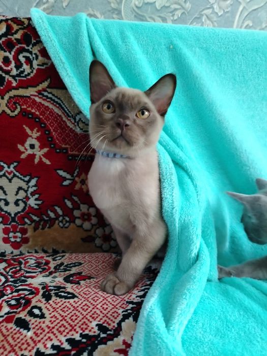 Европейская Бурма