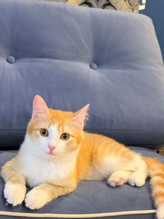 Котенок подросток в семью