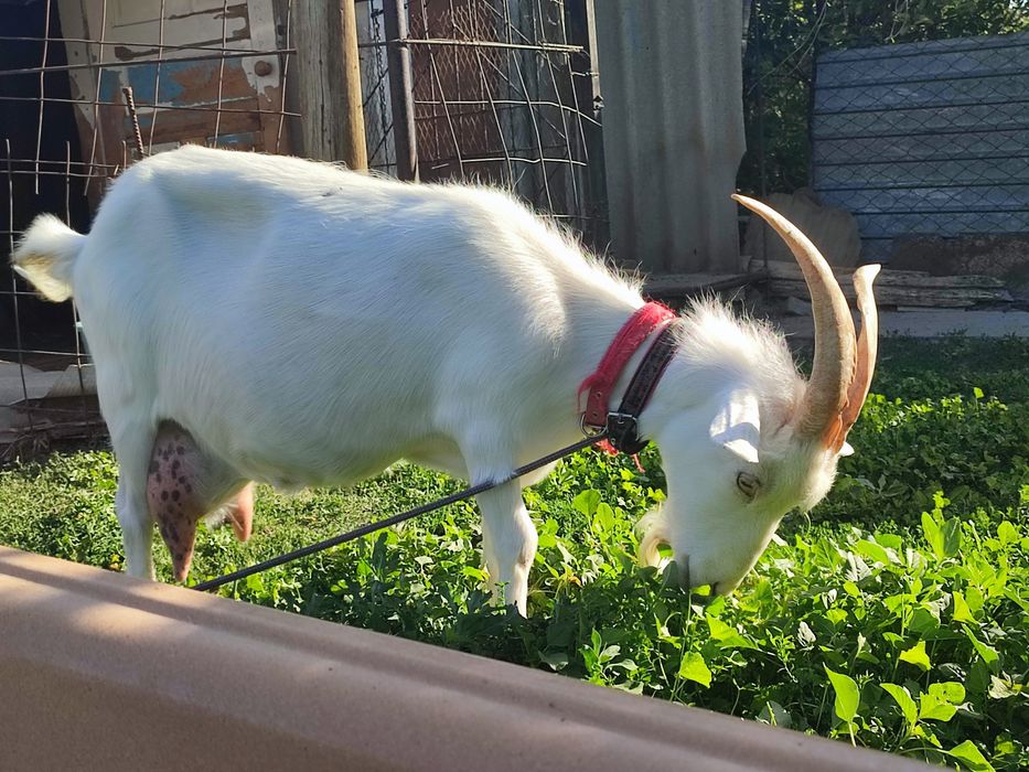 Дойная коза с козленком