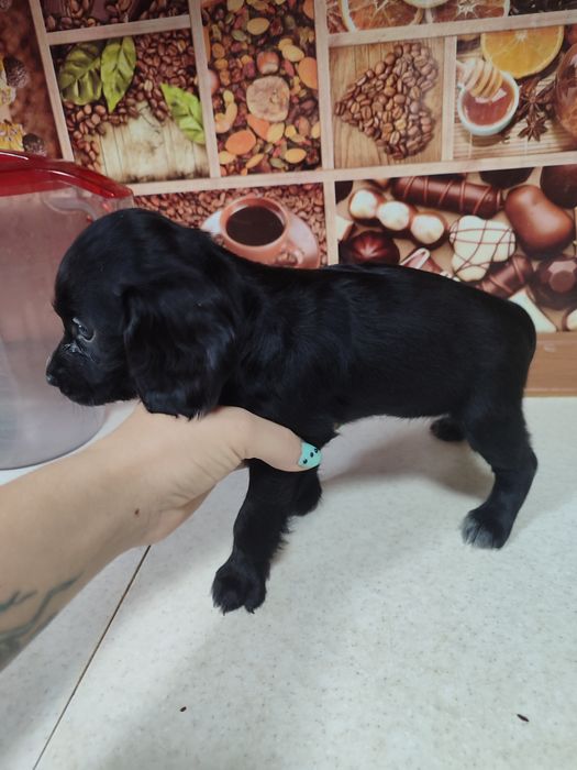 Продам щенят спаниеля