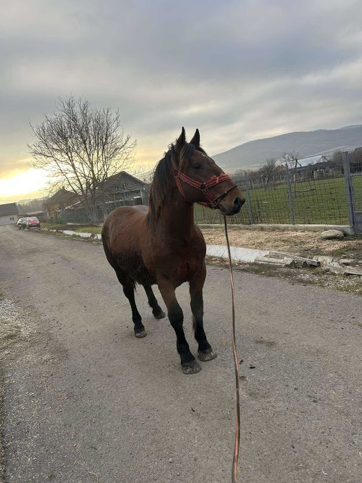 Vând mânz in varstă de 1 an