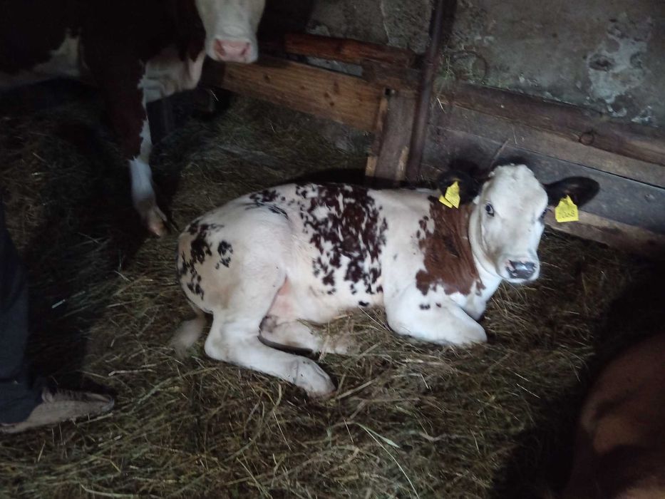 Vând vitea și vaca cu lapte