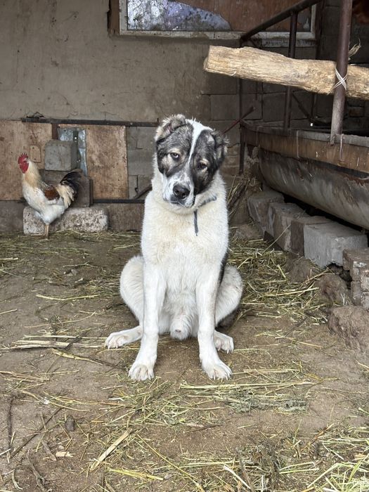 Еркек алабай 7 айлық