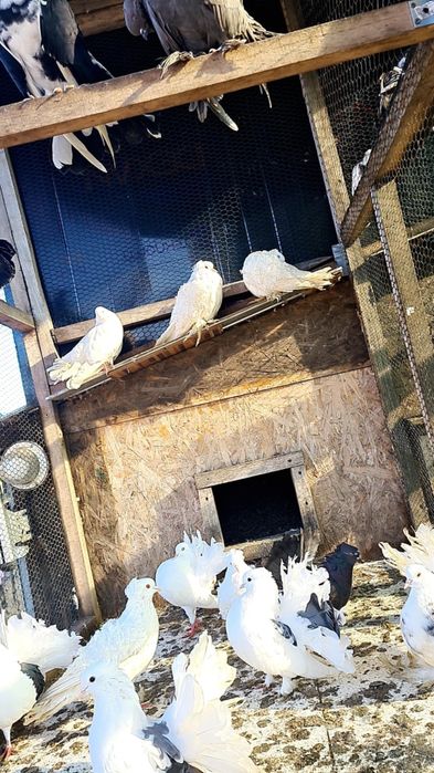 Porumbei Curcani/voltati