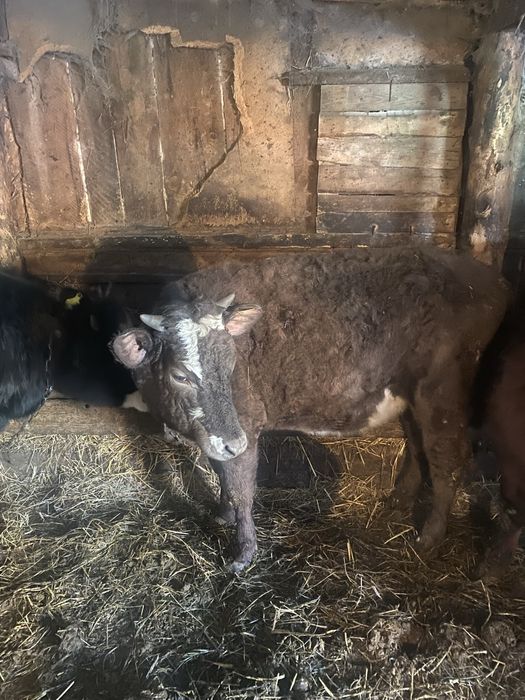 Продам тёлочки с откорма